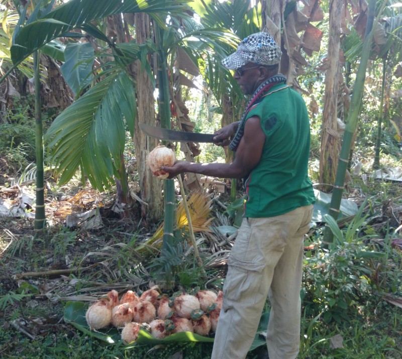 Ugal (at POC) demonstrating the proper way to open a coconut