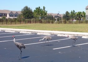 Sandhill cranes