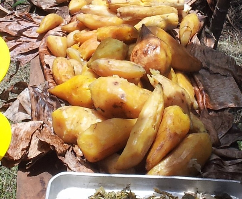 Kaukau (sweet potato), the staple food of PNG