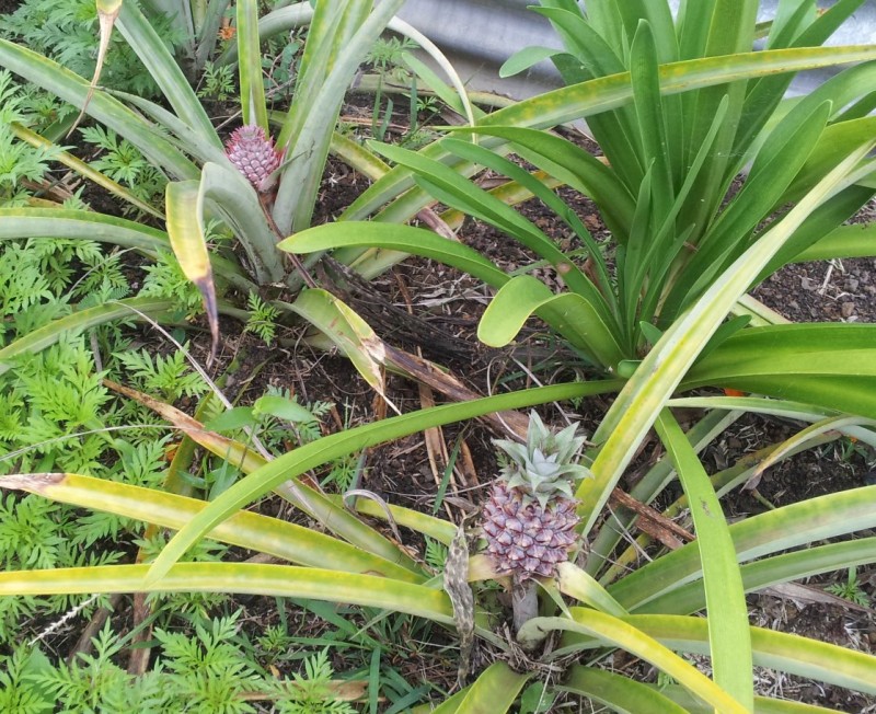 Baby pineapples growing in my back yard